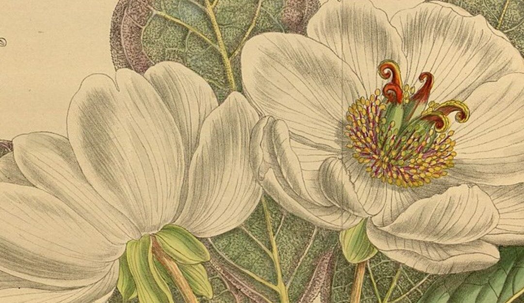 Illustration botanique de Paeonia willmottiae tirée du Curtis Botanical Magazone pl. 8667; reprod. de Biodiversity Heritage Library