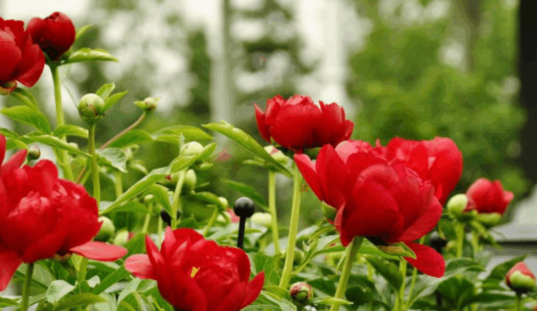 Visite de jardins 2026: Un week-end tout pivoines!