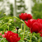 Pivoines rouges aux Jardins de Métis. Source : Jardins de Métis