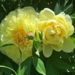 3 fleurs de pivoine Itoh jaune Bartzella dans son feuillage avec des boutons