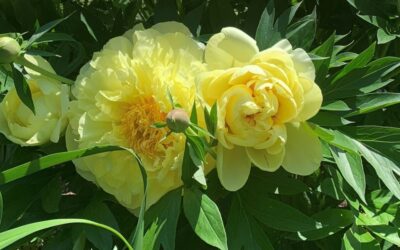 Les pivoines Itoh jaunes