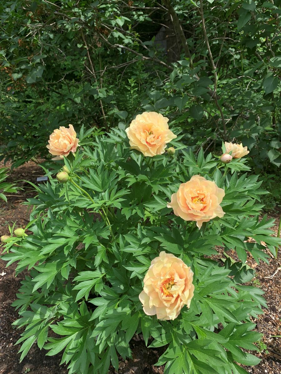 Paeonia Canary Brilliants