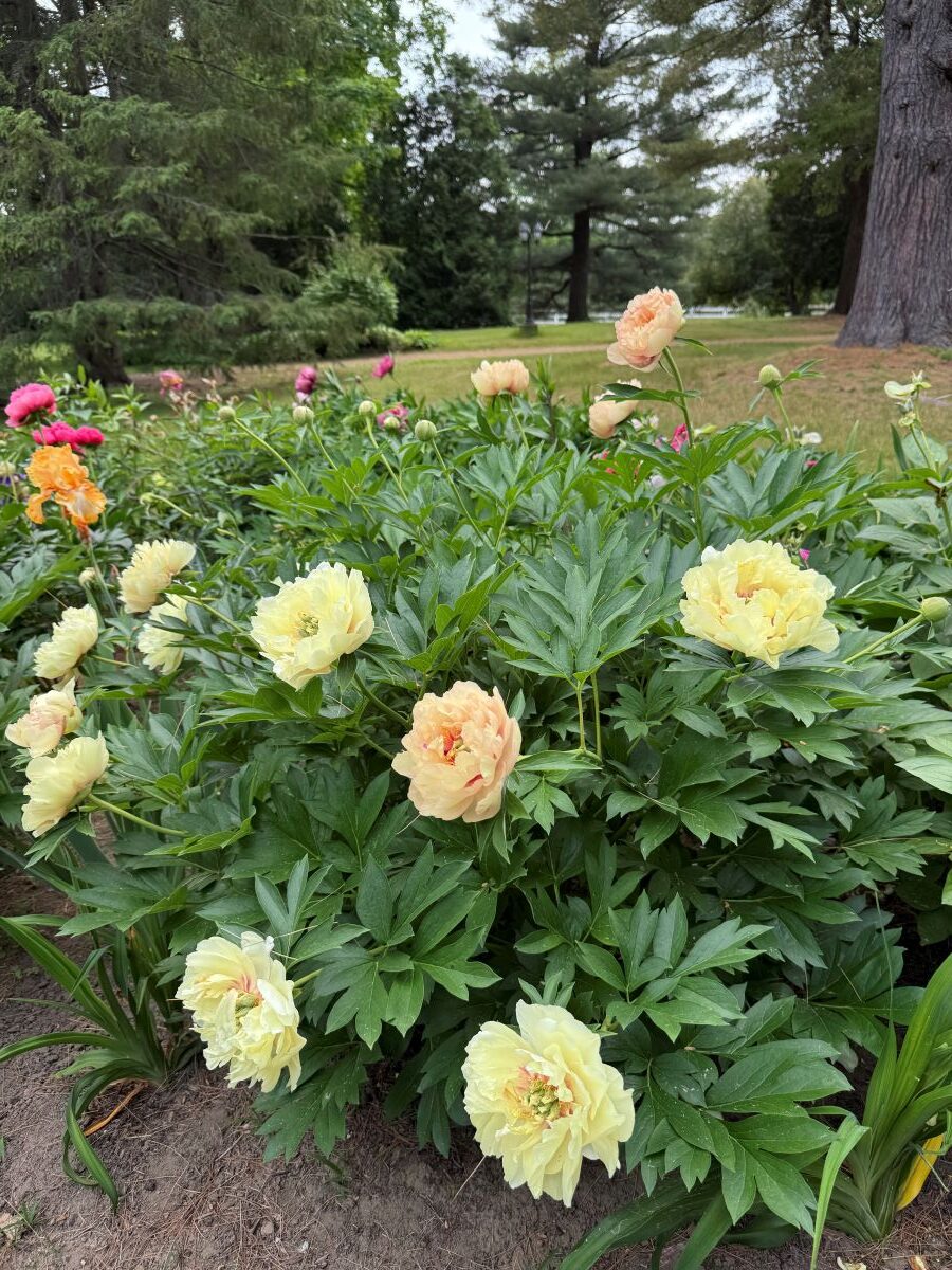 Paeonia 'Clouds of Colour'