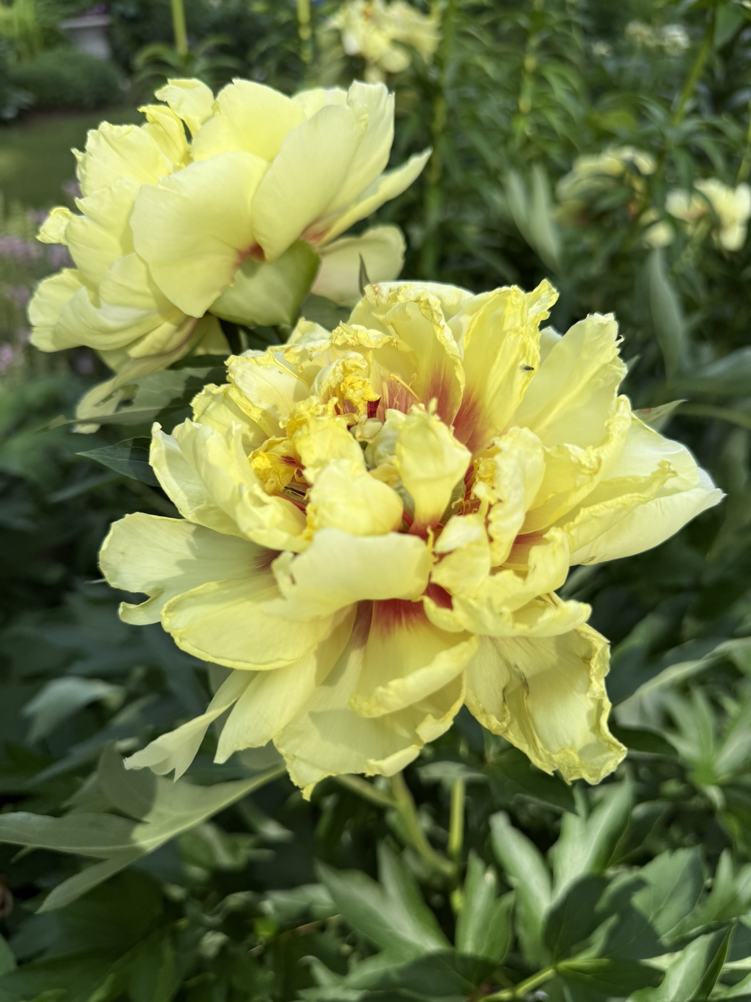 Paeonia Duchesse de Lorraine, deux fleurs immatures