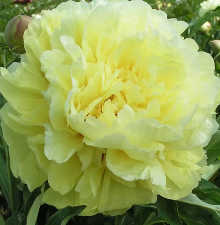 Paeonia Duchesse de Lorraine double jaune lorsque mature