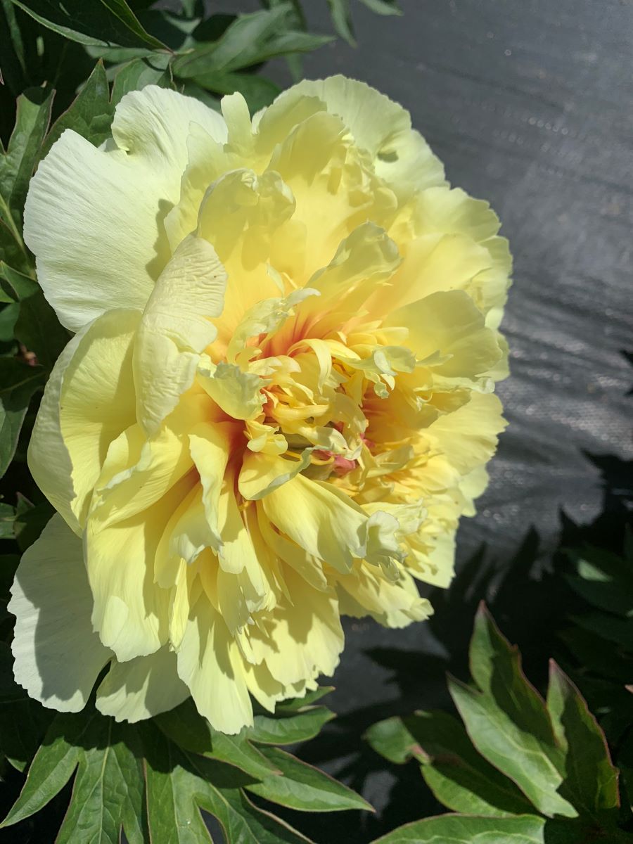Paeonia Garden Treasure