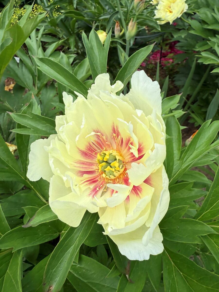Paeonia 'Haleigh's Comet'