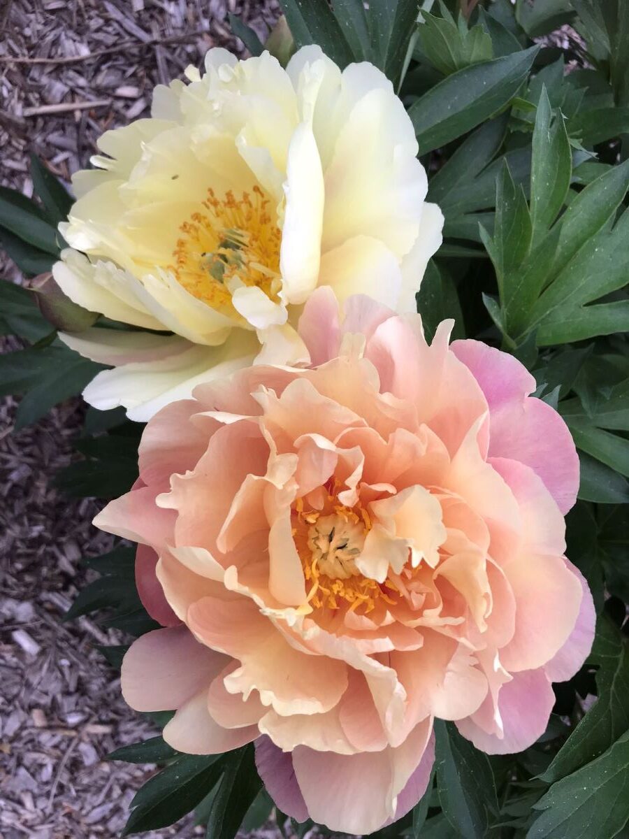 Paeonia Joanna Marlene; crédit: Lucie Pepin