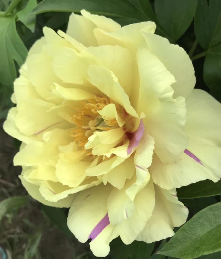Paeonia Lemon Dream
