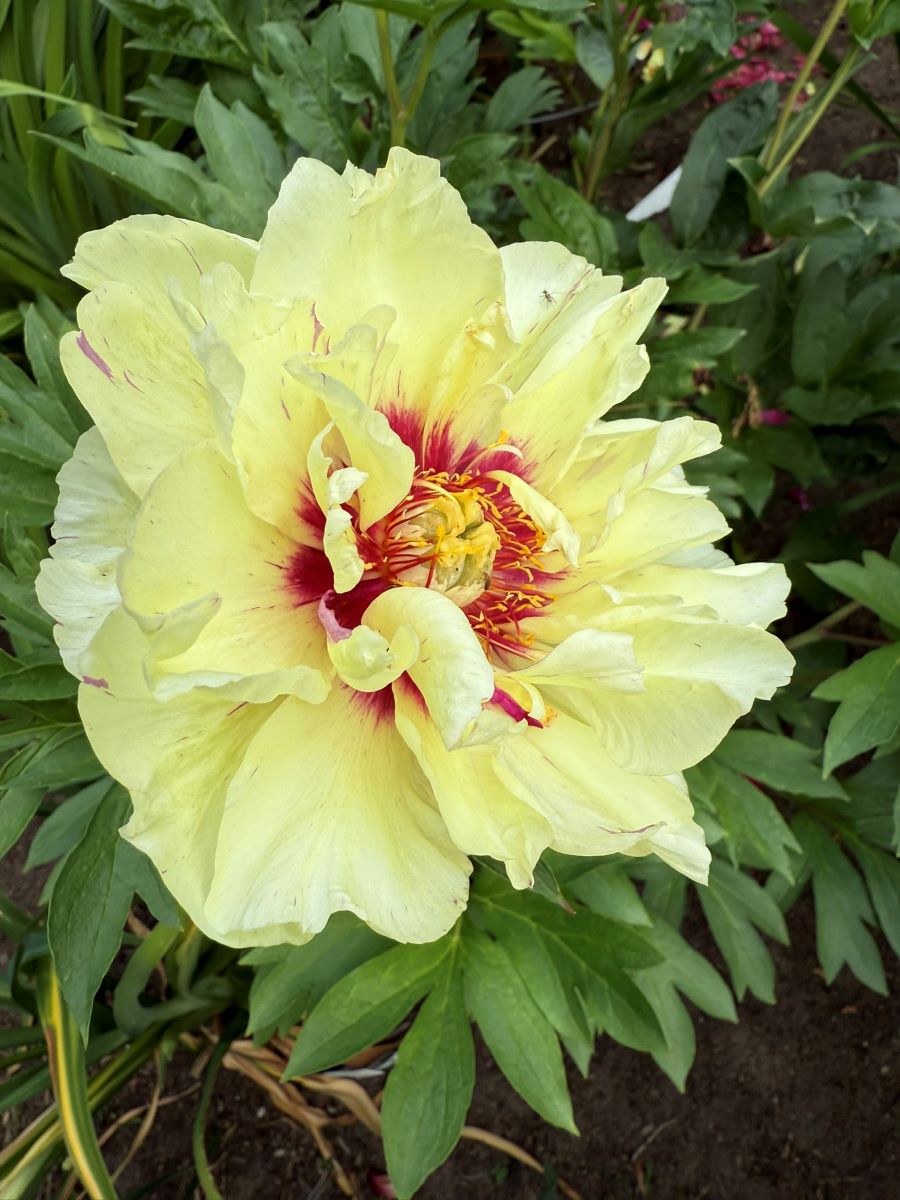 Paeonia Lollipop atypique à fleur jaune
