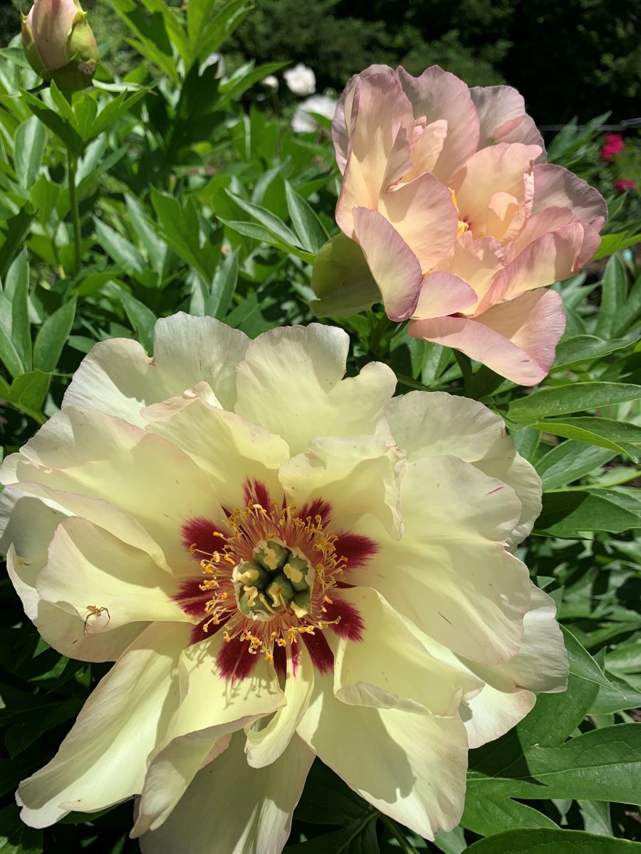 Paeonia Pastel Splendor