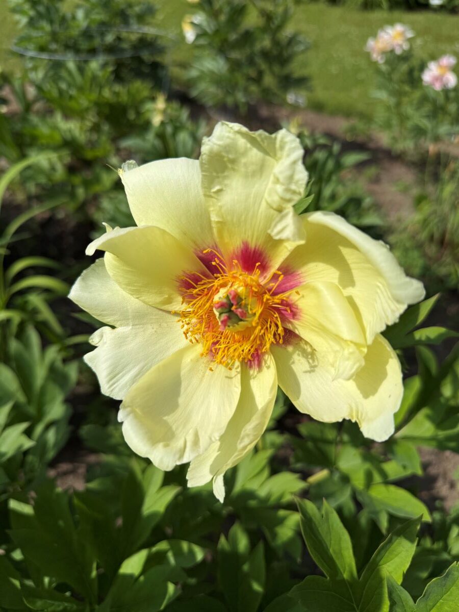 Paeonia Rocket Red Glare