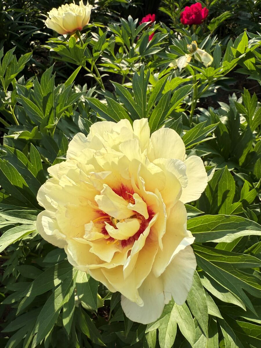 Paeonia Scrumdidleyumptious