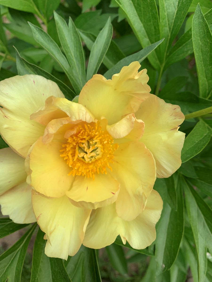 Paeonia Pastel Splendor