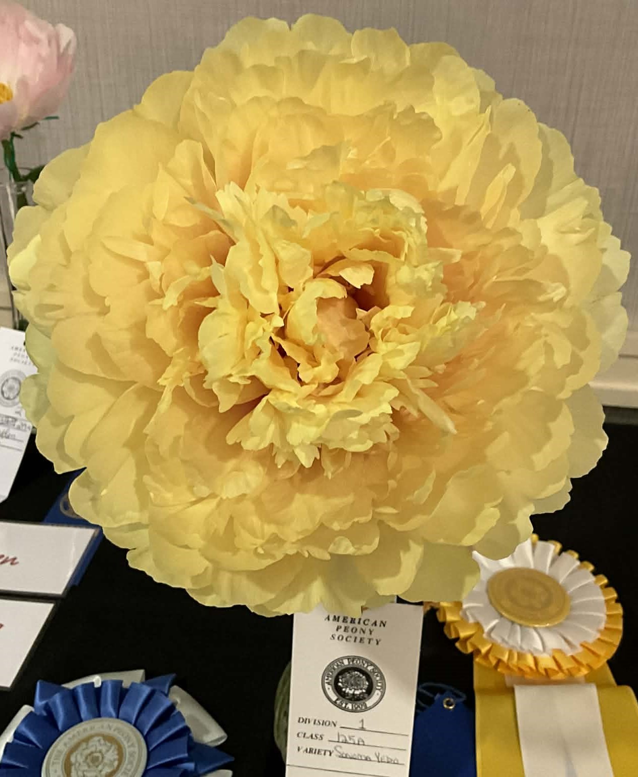 Fleur jaune de Paeonia Sonoma Yedo dans un vase à la American Peony Society 2023 Convention - Champion avec son ruban