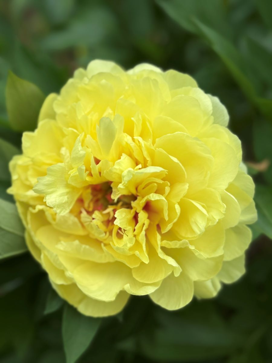 Paeonia Sonoma Yedo