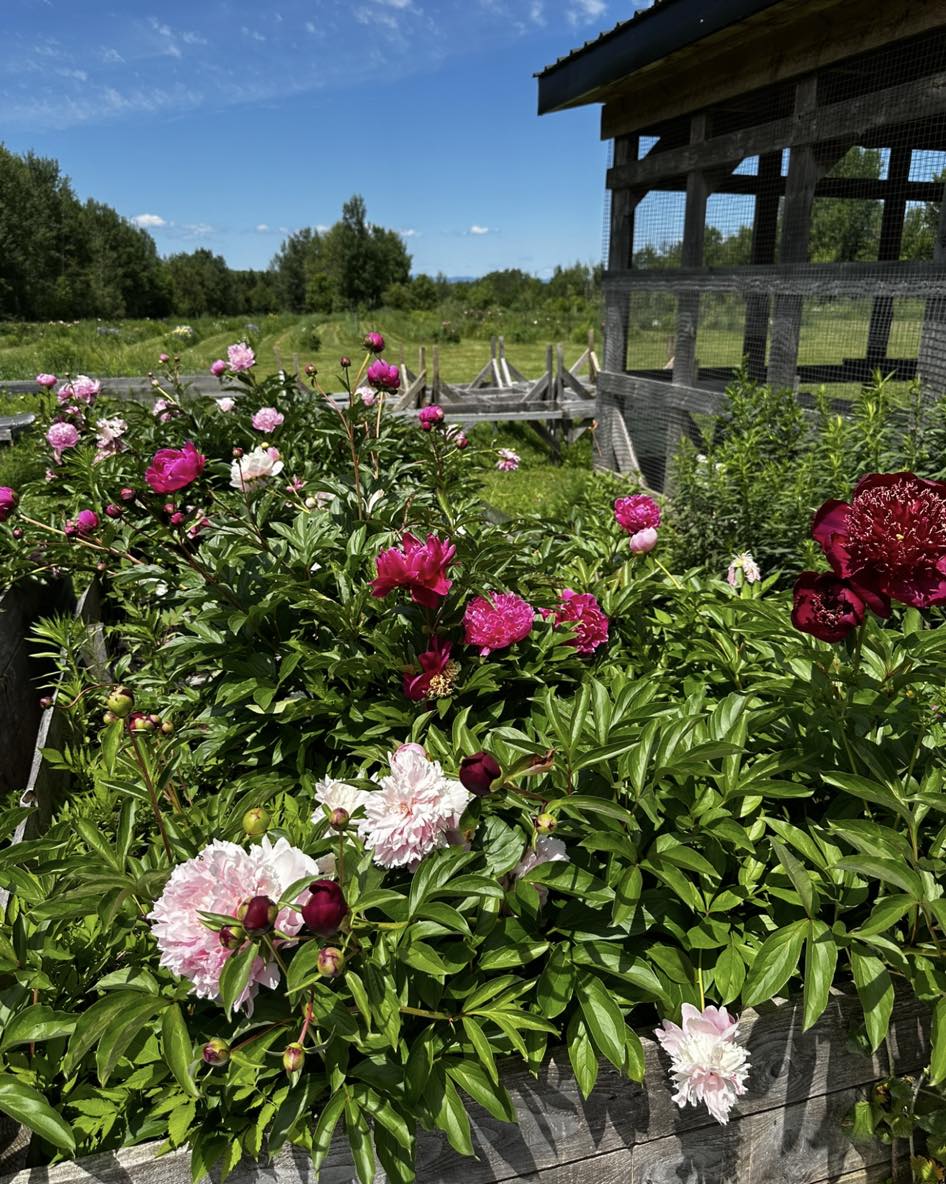 Pivoinerie du Kamouraska