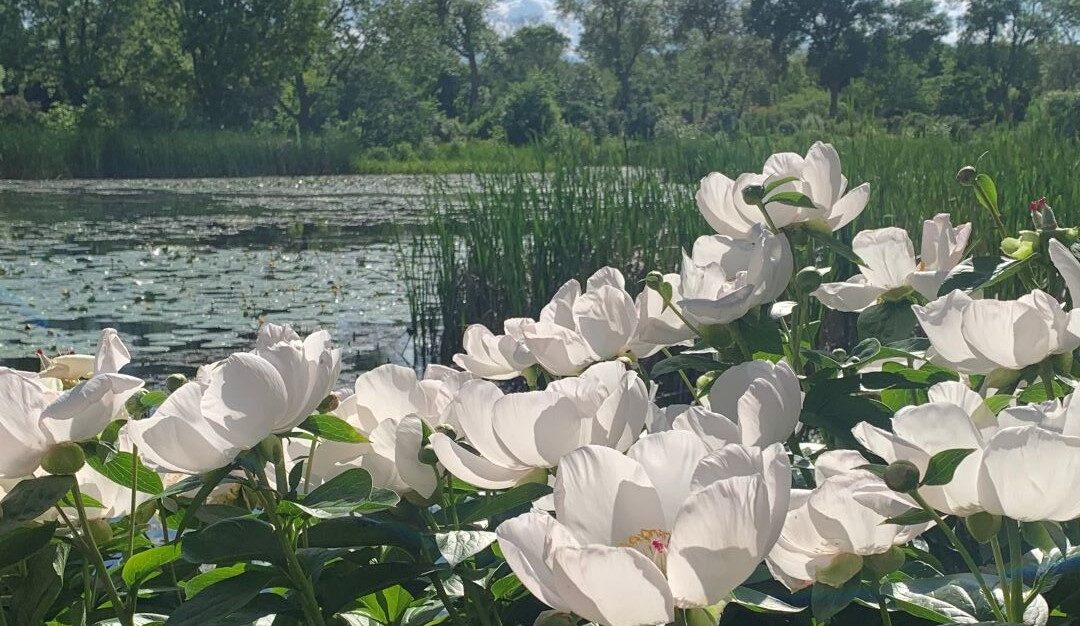 Jardins publics de pivoines au Québec