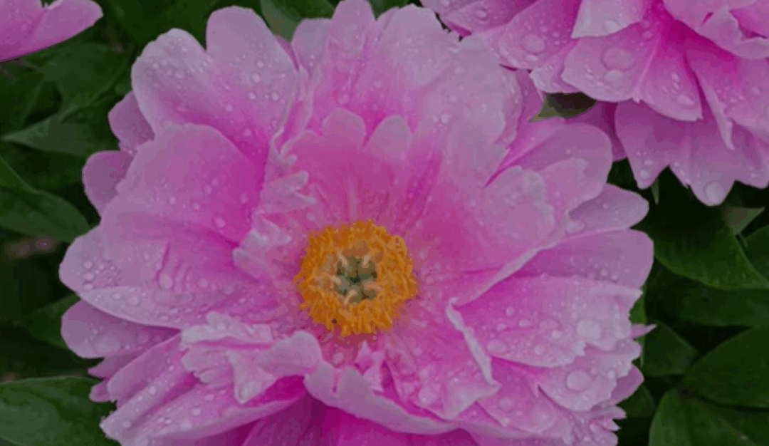 Protégé : Ressources vidéos