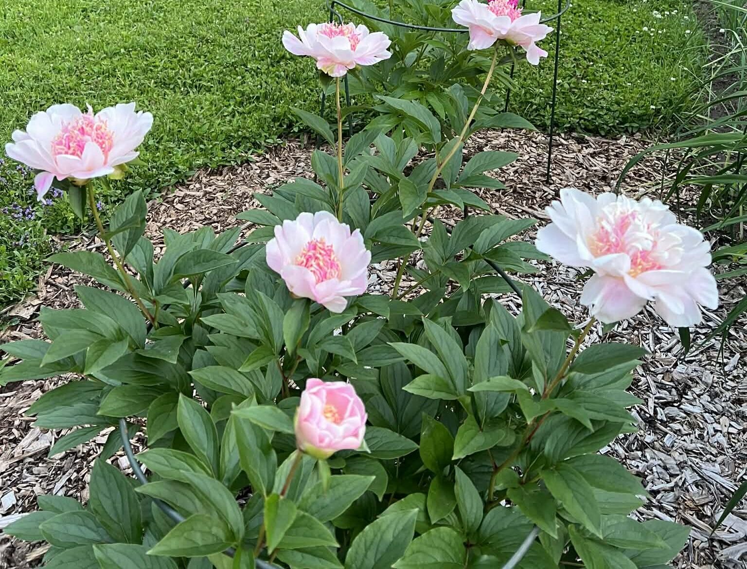 Paeonia Do Tell coup de coeur de Micheline Bourassa