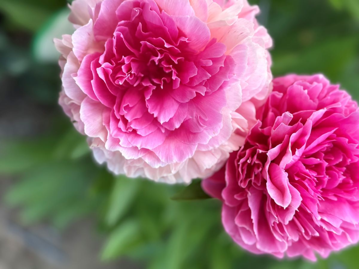 Paeonia 'Rose Heart' coup de cœur