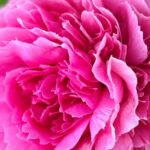 Paeonia 'Rose Heart' coup de cœur