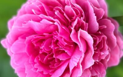 Coup de coeur : Rose Heart