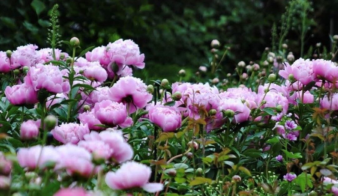 Protégé : Peony Celebration Weekend – Registration