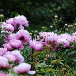Pivoines aux Jardins de Metis