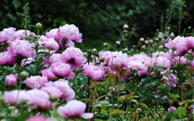 Peony Celebration Weekend – Registration
