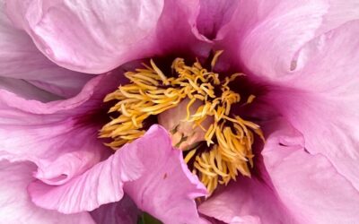 Préparation des boutons de fleurs d’arbustives pour l’exposition
