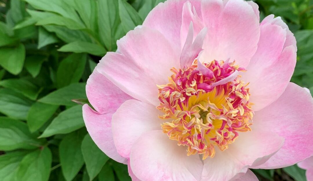 Pivoine Do Tell, coup de coeur de Micheline Bourassa, photo: Céline Arseneault