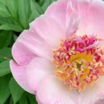 Pivoine Do Tell, coup de coeur de Micheline Bourassa, photo: Céline Arseneault