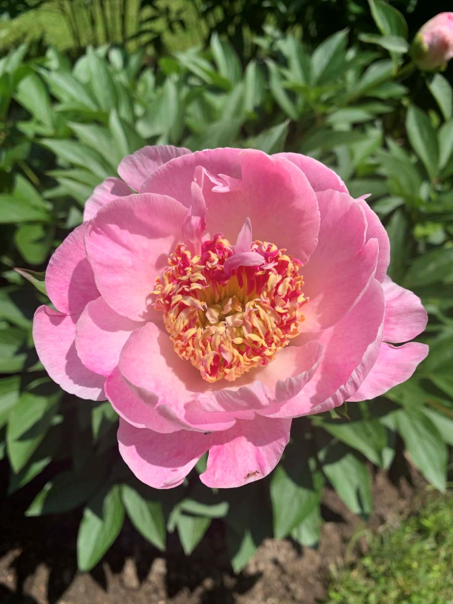 Paeonia Do Tell, photo`: Céline Arseneaul