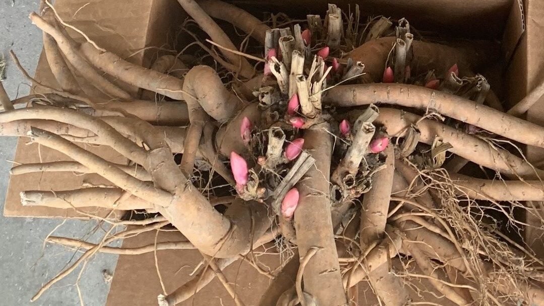 Racine de pivoine à diviser