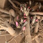 Racine de pivoine à diviser