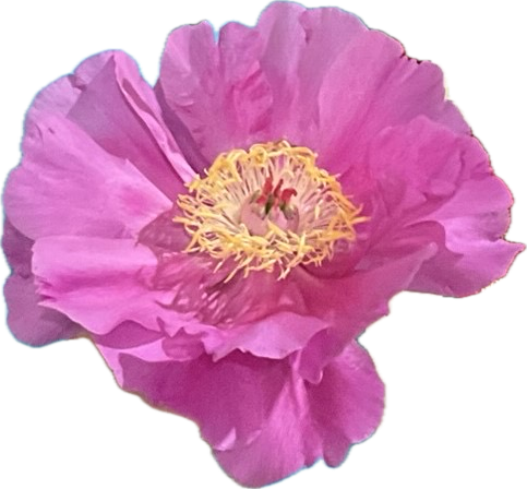 Grande gagnante 2025 - Paeonia Old Faithful avec le trophée