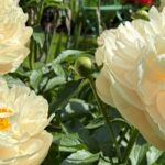 Paeonia Pastelegance