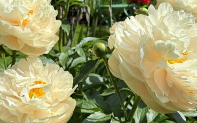 Coup de coeur : Pastelegance