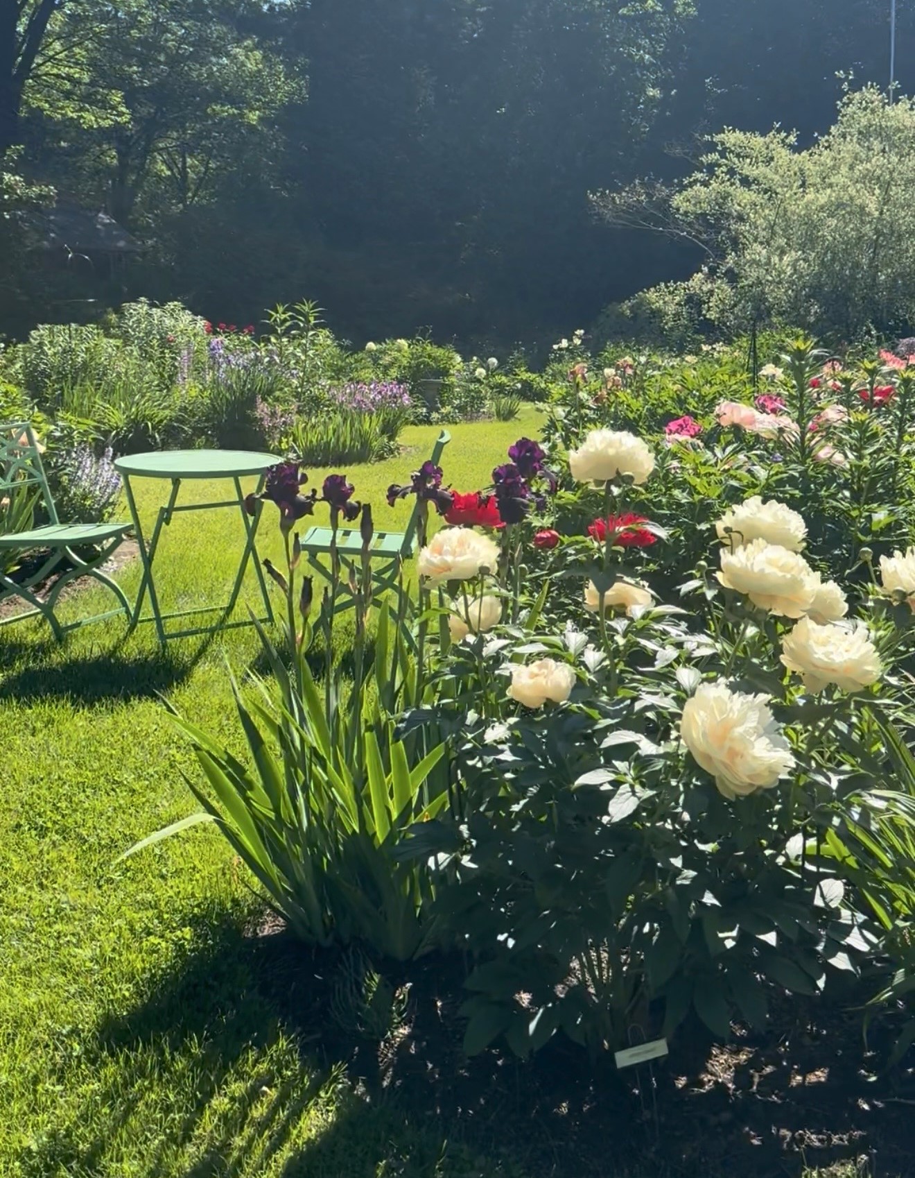 Pivoine Do Tell coup de coeur de Micheline Bourassa